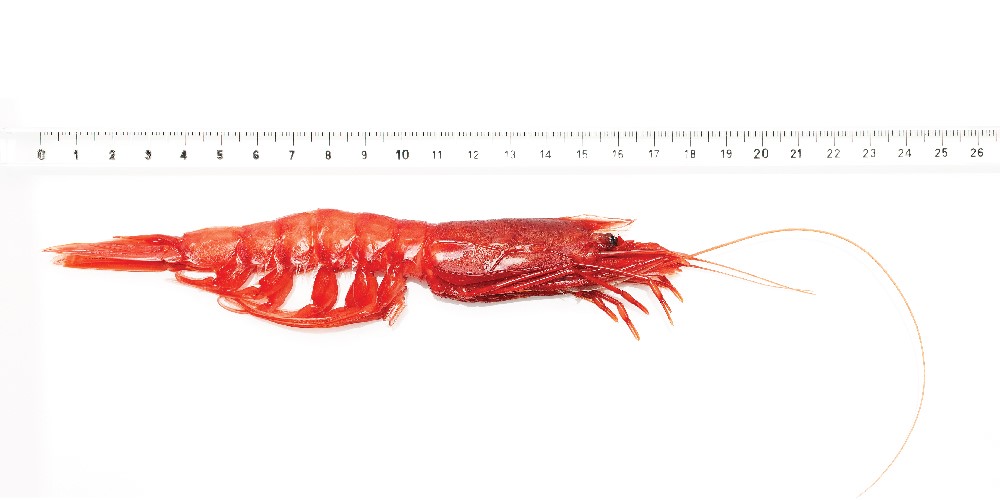 GAMBERO ROSSO L 45/52 - 250G