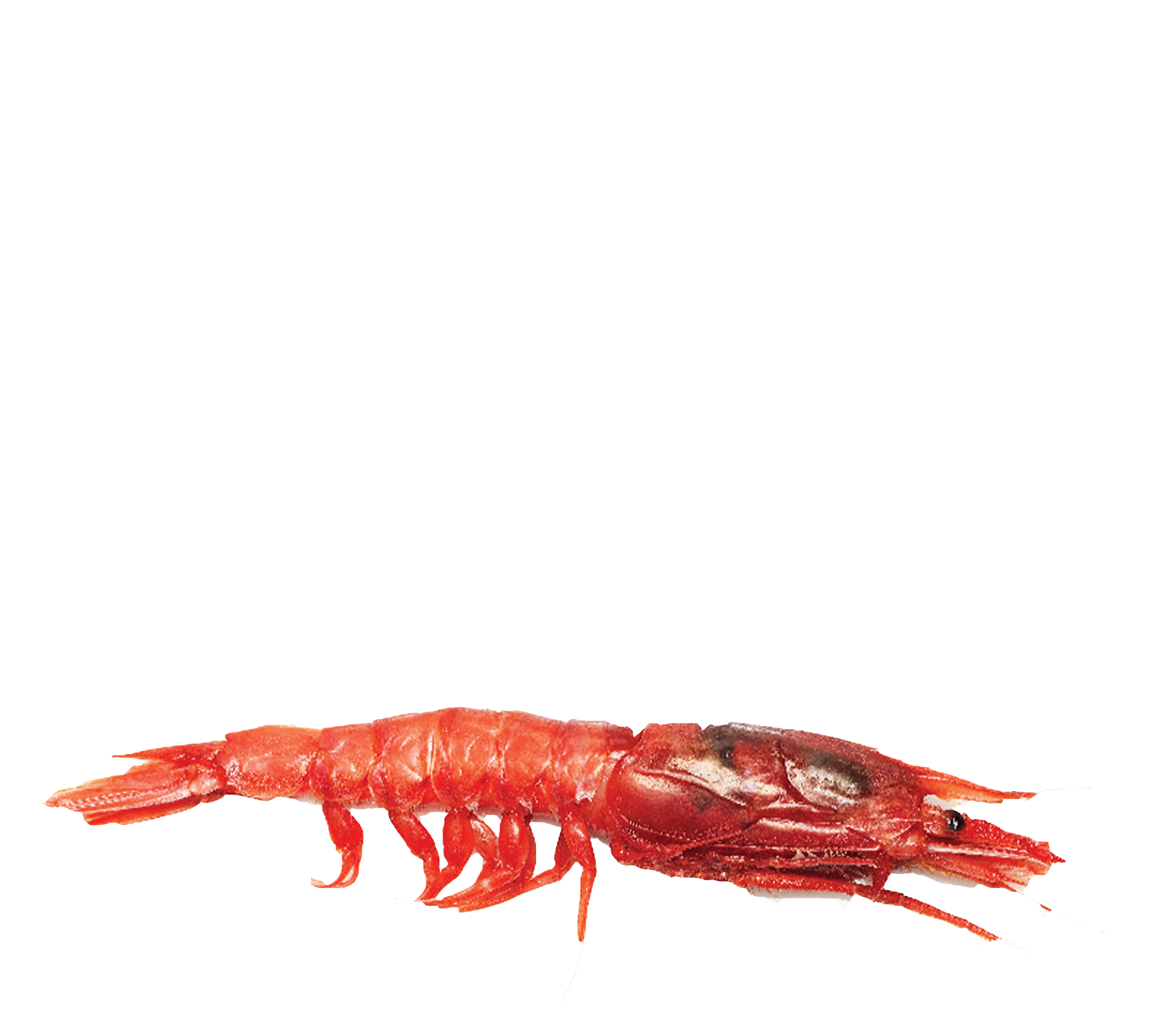 GAMBERO ROSSO XXL 18/20 PC - 900G