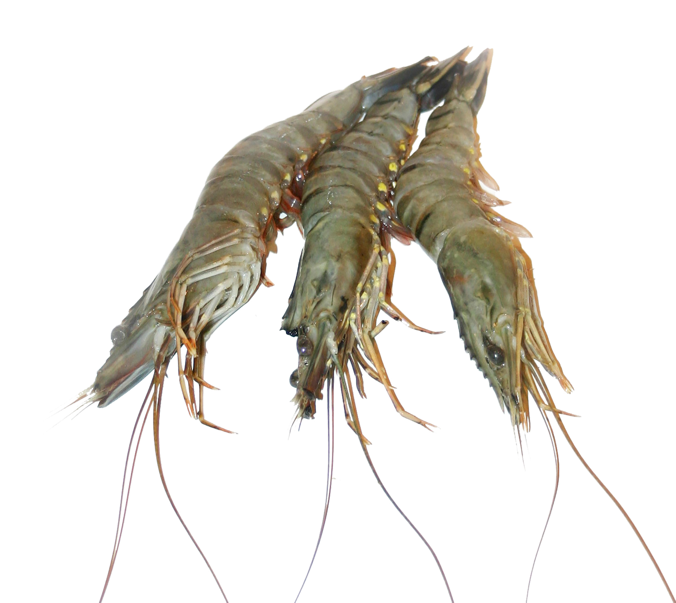 GAMBAS 16/20 BLACK TIGER 800G***