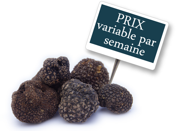 TRUFFE FRAICHE NOIRE HIVER  KG-TUBER MELANSPORUM