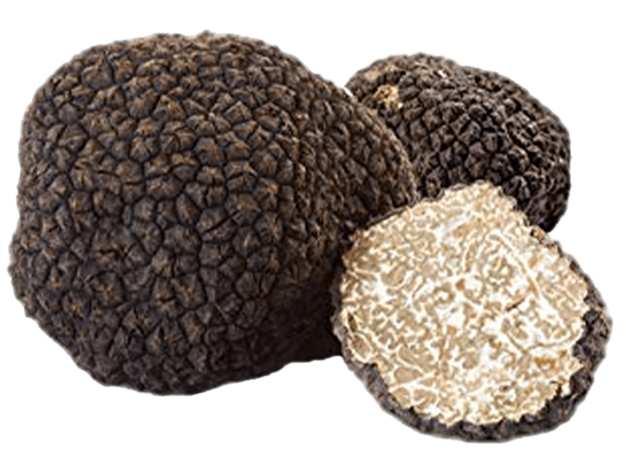TRUFFE FRAICHE  NOIRE D'ETE (J)